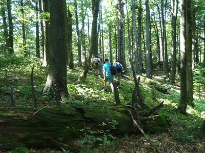 Naturwald in Südslovenien. Bild: H. Fessel